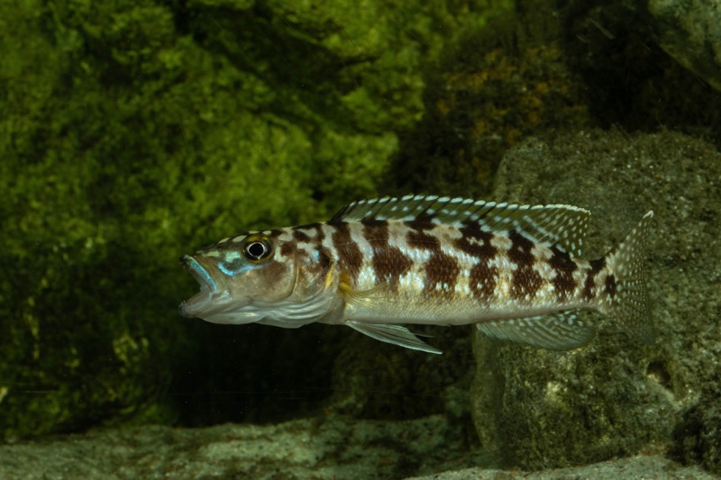 Lepidiolamprologus kamambae 'Kerenge Island'